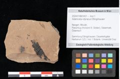 Foto (Objekt + Etikett) von Asterocalyx styriacus Ettingshausen (NHMW-GEO-2024-0188-0431)